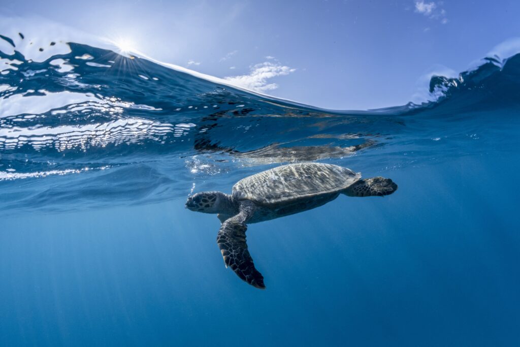 Hawksbill havskilpadde ved COMO Cocoa Island